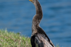 Anhinga_