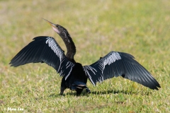 Anhinga_D58_0501