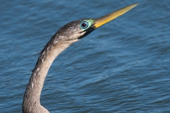 Anhinga_D58_2865