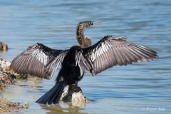 Anhinga_D58_2885