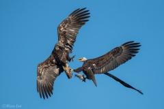 Bald Eagle D5S_0088-171129