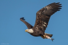 Bald Eagle D5S_0884_2-171130