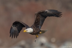 Bald Eagle D5S_2666-171130