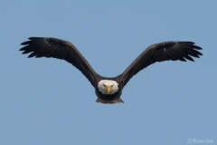 Bald Eagle D5S_2780-171130