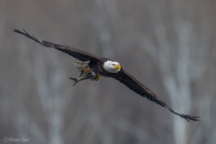 Bald Eagle D5S_2900-171130