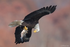 Bald Eagle D5S_2924-171130