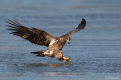 Bald Eagle D5S_3005_2-171130