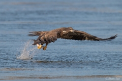Bald Eagle D5S_3007-171130