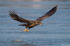 Bald Eagle D5S_3009-171130