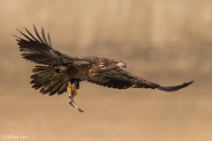 Bald Eagle D5S_3022-171130