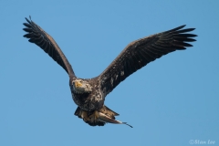 Bald Eagle D5S_3102-171130