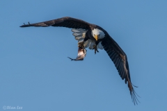 Bald Eagle D5S_3257-171130