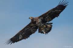 Bald Eagle D5S_9559-171129