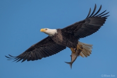 Bald Eagle D5S_9848-171129