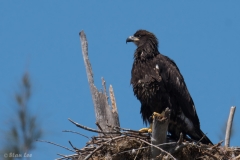 Bald Eagle (juvenile)_D58_3389