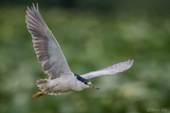 Black-crowned Night-Heron  D5S_5596