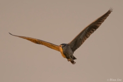 Black-crowned Night Heron_D5S_2279