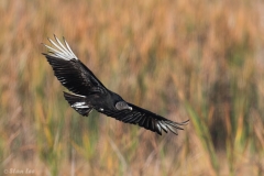 Black Vulture_D5S_6115