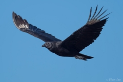 Black Vulture_D5S_6241