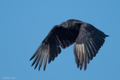Black Vulture_D5S_6242