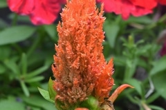 Flower_850_4147