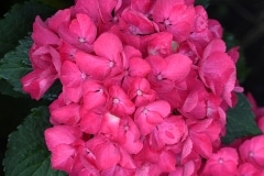 Flower_850_4187