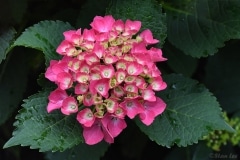 Flower_850_4217