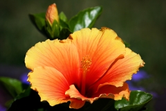Flower_852_4510