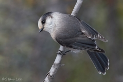 Gray Jay_D5S_2783