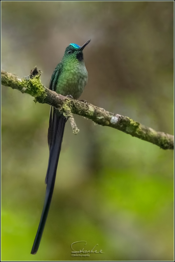 NZ97948-Edit