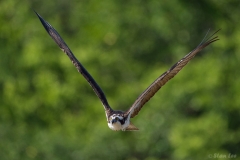 Osprey_D4S_4113