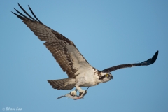 Osprey_D4S_4190