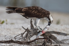 Osprey_D58_1039