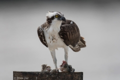 Osprey_D58_1197