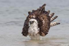 Osprey_D58_1619