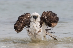 Osprey_D58_1664