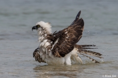 Osprey_D58_1697