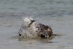 Osprey_D58_1700
