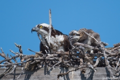 Osprey_D5S_1355