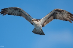 Osprey_D5S_3980