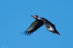 Pileated Woodpecker_850_8634