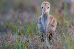 Sandhill Crane (baby)_D5S_5884