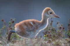 Sandhill Crane (baby)_D5S_5885