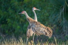 Sandhill Crane_D5S_6129