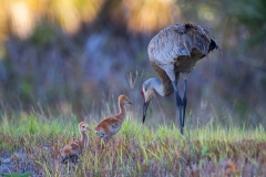 Sandhill Crane_D5S_6132
