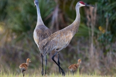 Sandhill Crane_D5S_6136