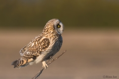 Short Eared Owl D58_3483
