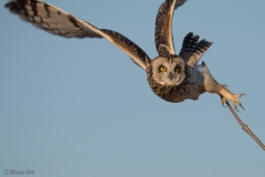 Short Eared Owl D5S_7828