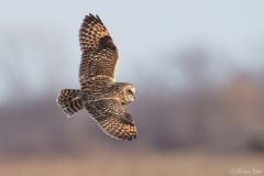 Short Eared Owl D5S_8291
