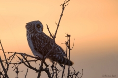 Short Eared Owl D5S_8827